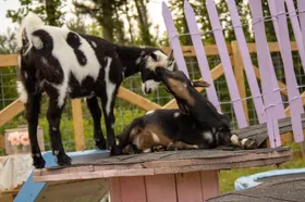 Two goats nose to nose on the roof of their pink playhouse beside a purple picket fence