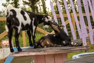 Two goats nose to nose on the roof of their pink playhouse beside a purple picket fence