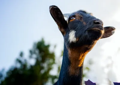 A black goat lifting its chin toward a pale blue sky