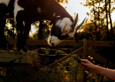 A goat on a wooden platform eating greens from a visitor's hand
