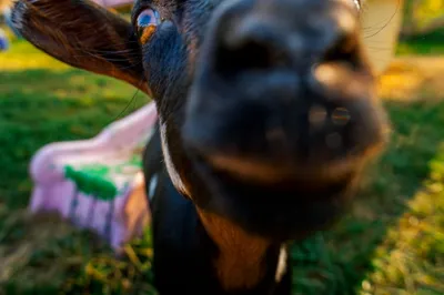 A curious goat pressing its nose right up to the camera