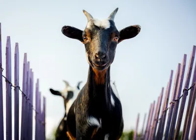 A black goat peering straight at the camera between purple picket fence posts