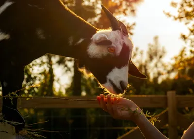 A goat reaching over the fence to eat from an outstretched hand, backlit by the setting sun