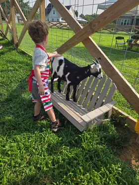 A child reaching out to pet a black-and-white goat standing on a wooden bench