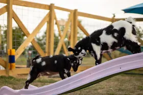 Petunia and Piper butting heads at play