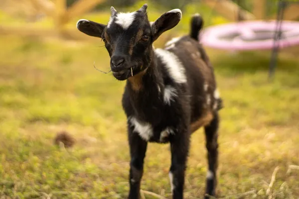 Petunia, a dark goat with white markings, in the grass with a wisp of hay in her mouth