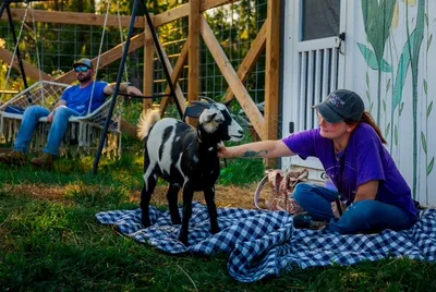 A woman kneeling on a checked picnic blanket to greet a young goat, with a visitor relaxing in a hammock behind