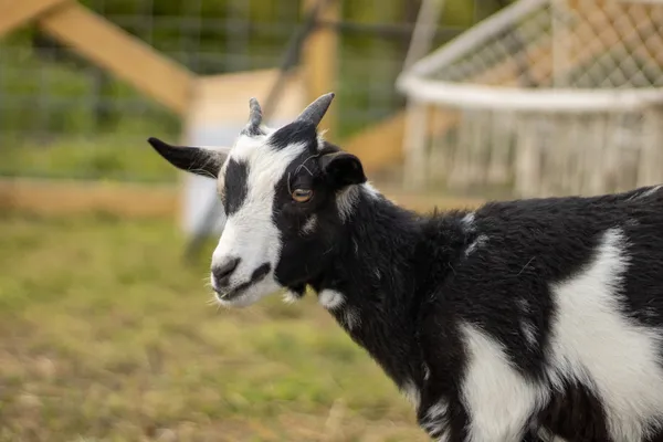 Piper, a black-and-white goat, standing in the grassy paddock by the fence