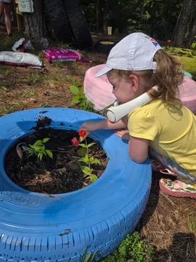 A child in a white cap tending a red zinnia growing in a bright blue painted-tire planter