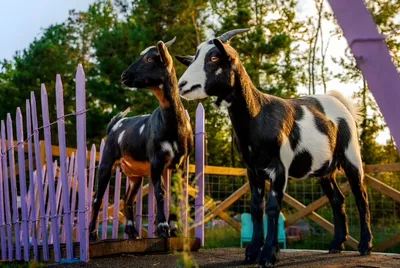 Two black-and-white goats standing on a platform beside a lavender picket fence