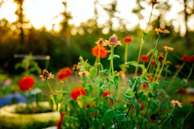 Red and orange zinnias blooming in the tire garden at sunset
