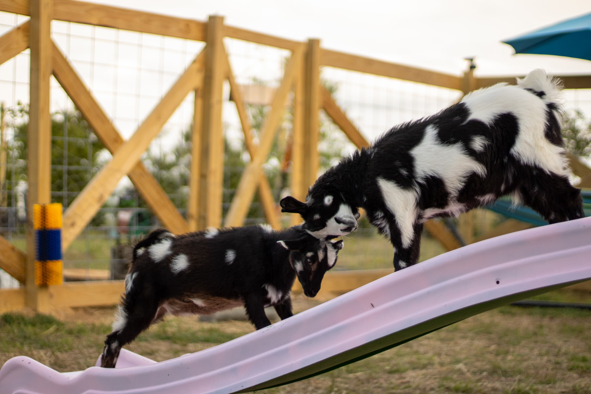 Petunia and Piper butting heads at play
